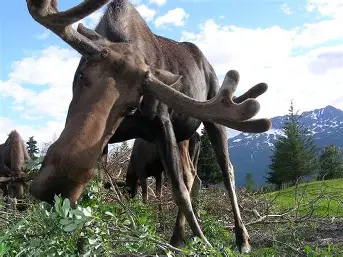 How to Set a Moose on Fire